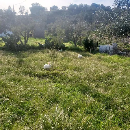 Principessa Nyaraló